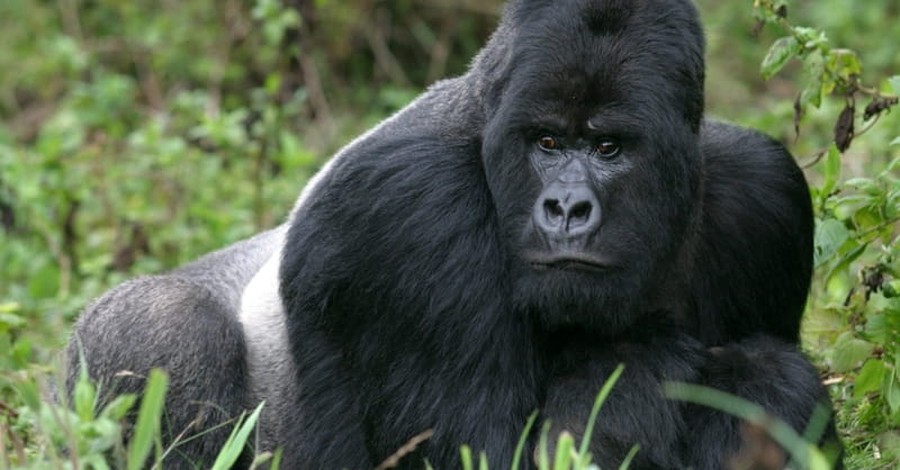 Slain Gorilla Receiving More Media Coverage Than ISIS’ Victims