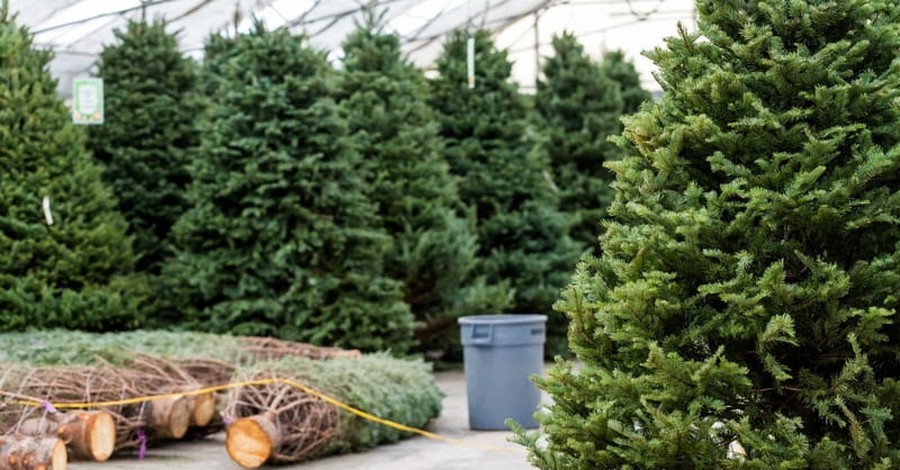 Two NYC Siblings Use Their Christmas Tree Business to Help the Homeless