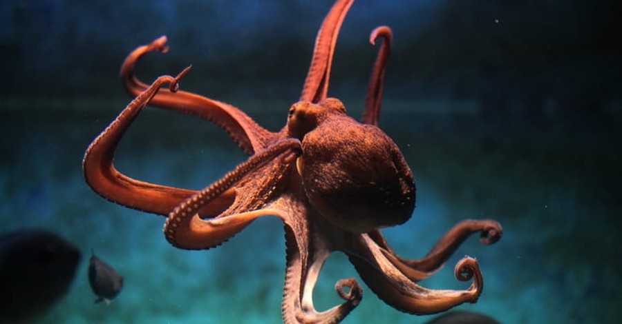 Have Octopuses Outsmarted Darwin?