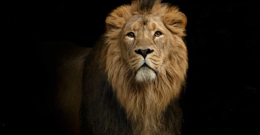 Lions Reportedly Save Pastor and His Friends from Attack by Islamic Extremists