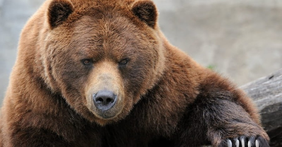 Creationists Cheer Findings in Bear Genome Sequencing Project