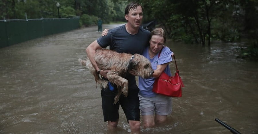 Local Dog becomes Symbol of Undefeatable Texas Spirit in Hurricane Aftermath