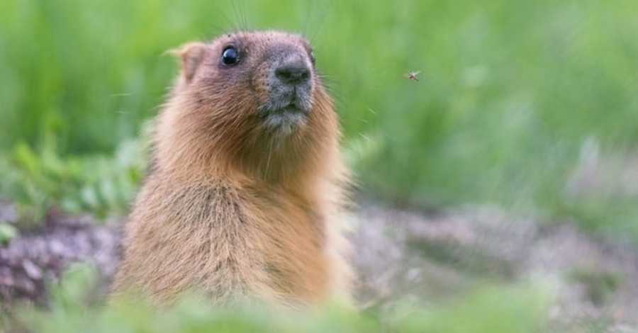 Did You Know That Groundhog Day Has Christian Origins?