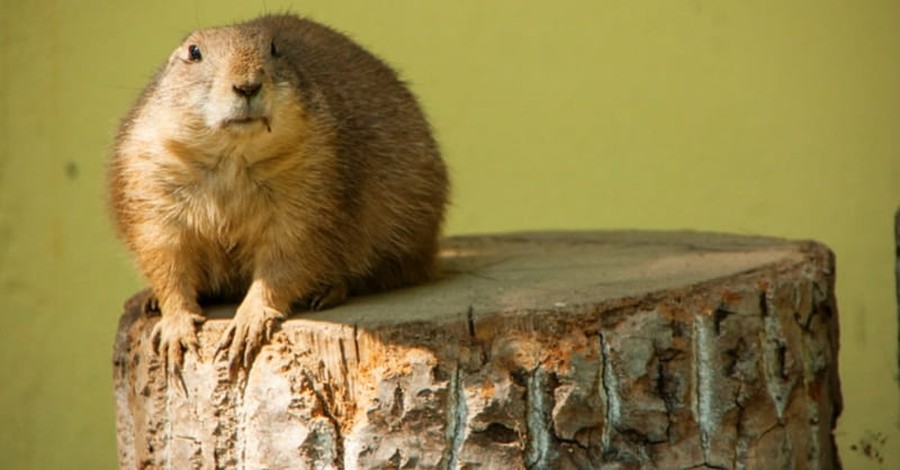 Groundhog Day: What You Should Know About the Future