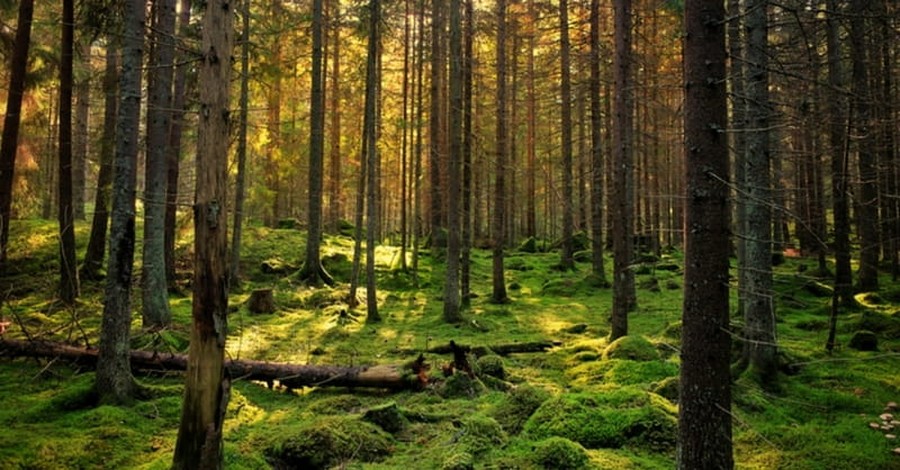 Talking Trees: Naturalism Has No Language of Wonder