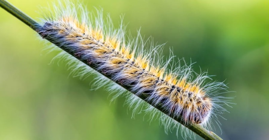 Deadly Caterpillars Have Invaded London