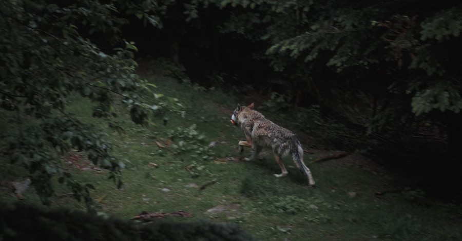 2. Wildlife Endangerment