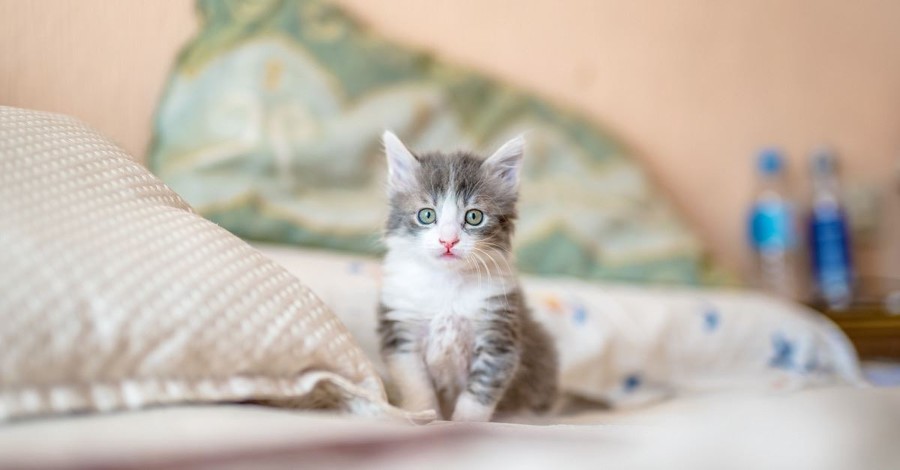 Democrats Push Pro-Kitten Bill, Days After Backing Human Infanticide