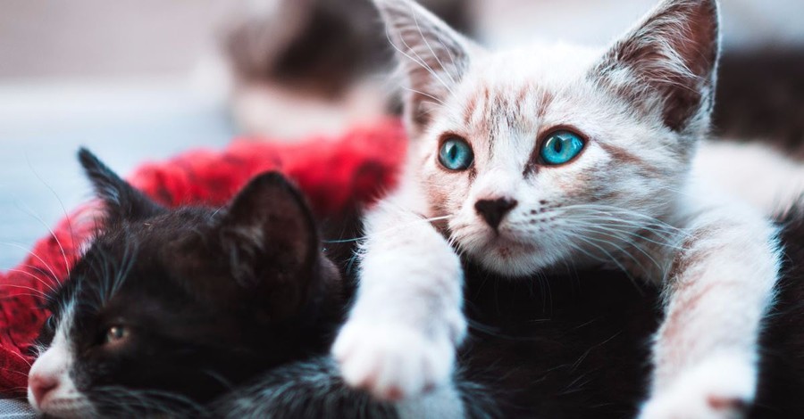 N.Y. Legislature Bans Cat Declawing, Approves Abortion up to Birth