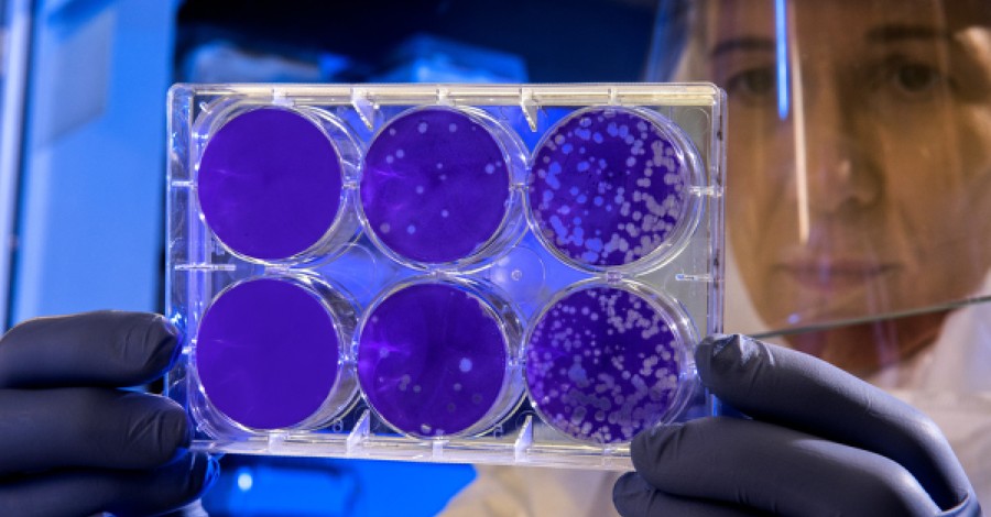 Petri dish, international panel says to pump the brakes on gene editing