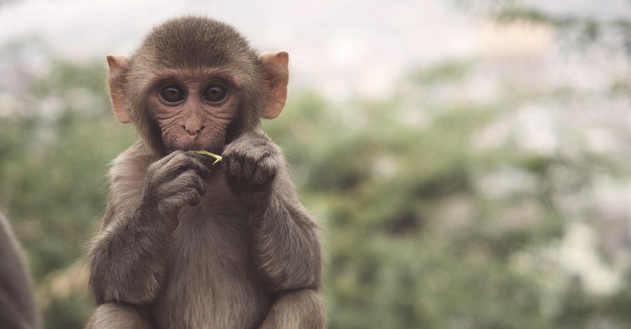 World's 1st Human-Monkey Embryos Ignite Ethics Debate: 'Time Is Long Past' for New Laws
