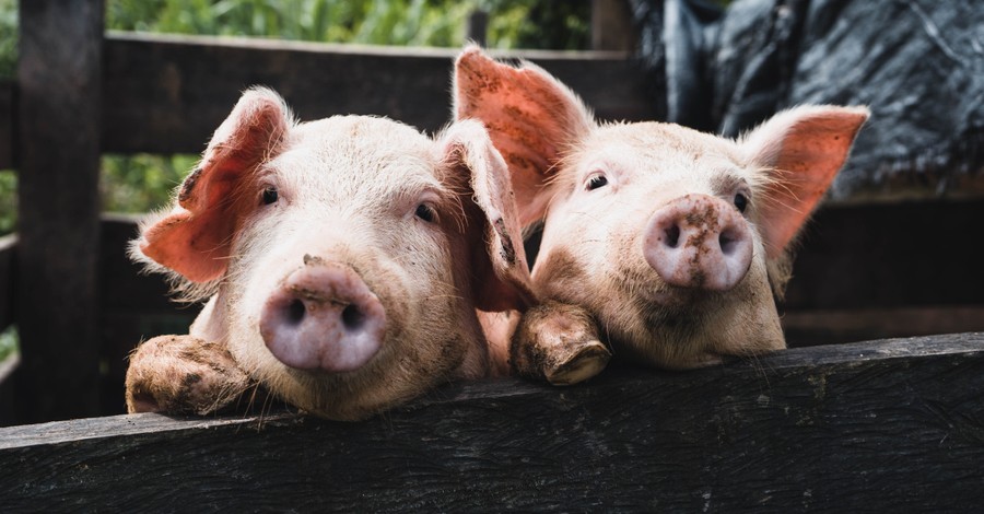 Two pigs in a pen, Christian leaders say pig heart transplant is ethical