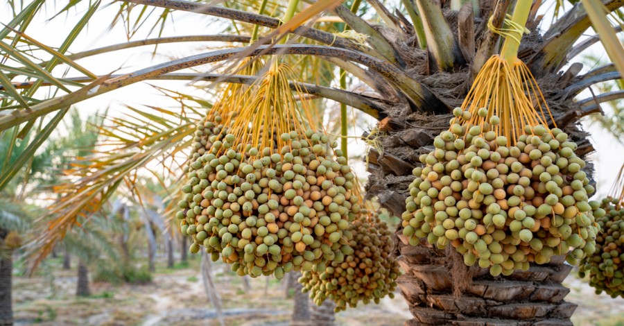 Date tree, Farmers in Israel planting ancient date seeds