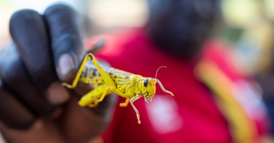 Famine Looms as Exodus Like Plague of Locusts Wreaks Havoc across East Africa
