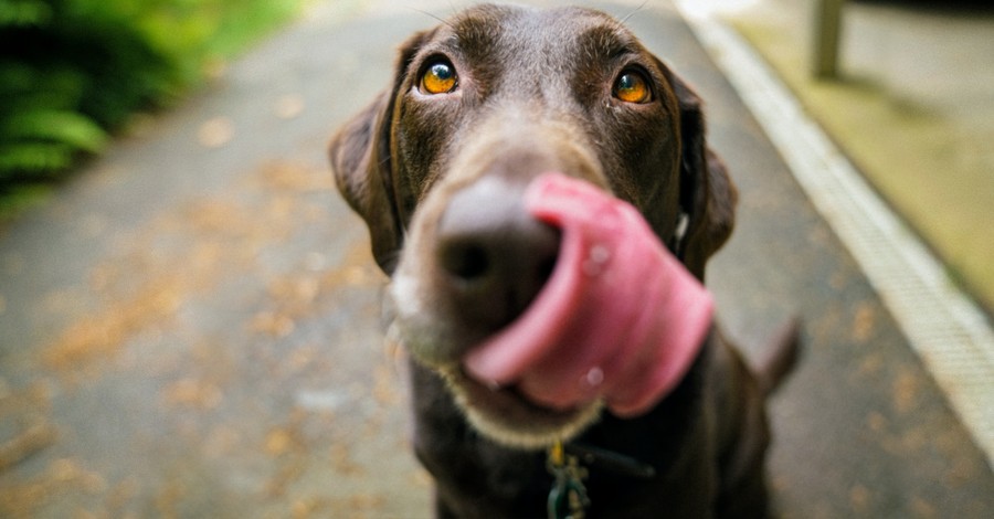 Passing of Beloved Dog Leads Hundreds to Church