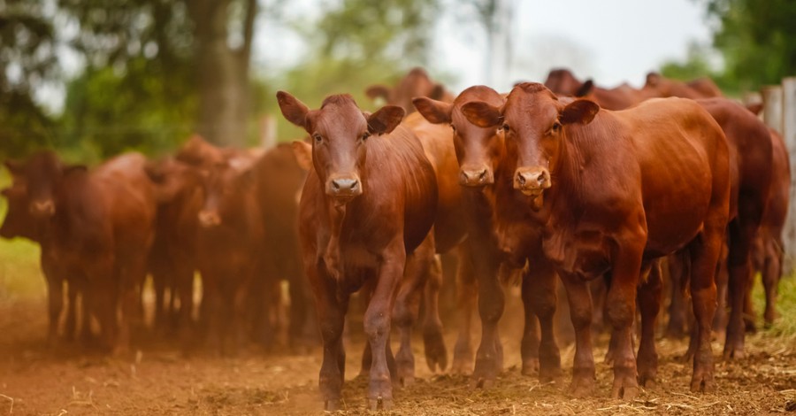 Red Heifers Arrive in Israel: Is it a Signal of the 3rd Temple, End Times?