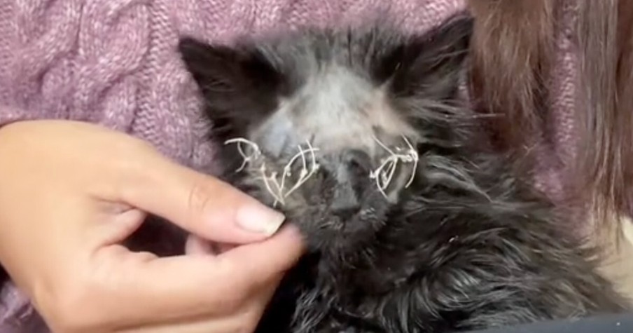 Sweet Kitten Named Coraline Loses Both Her Eyes, but Inspires Many with Her Spirit