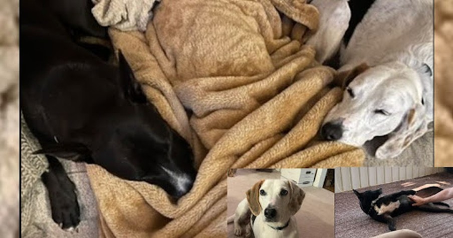 After Over 450 Days in a Shelter, Boone and Rellie Find Their Forever Home, Together