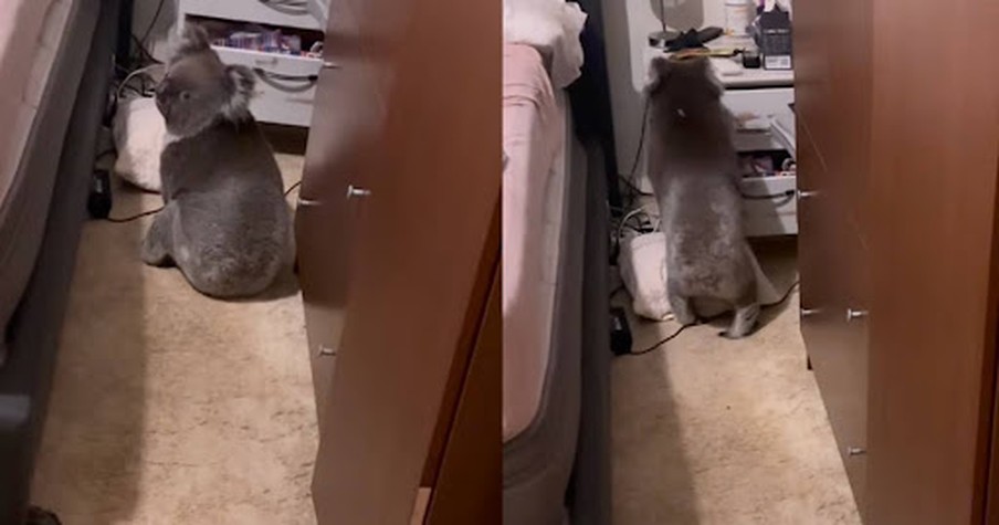 Australian Couple Walks Into Their Bedroom To Find the Cutest Koala