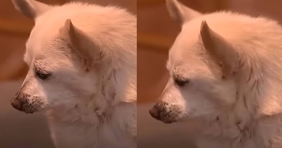 The World's Oldest Dog Spike the Chihuahua Turns 25 Years Old