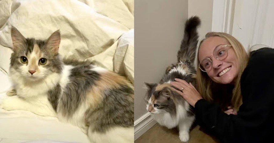 Her Cat Was Missing For 7 Years, But She Finally Came Back Home