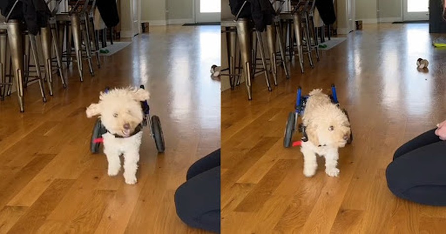 Paralyzed Pup Tyrion Finds New Life With a Doggie Wheelchair