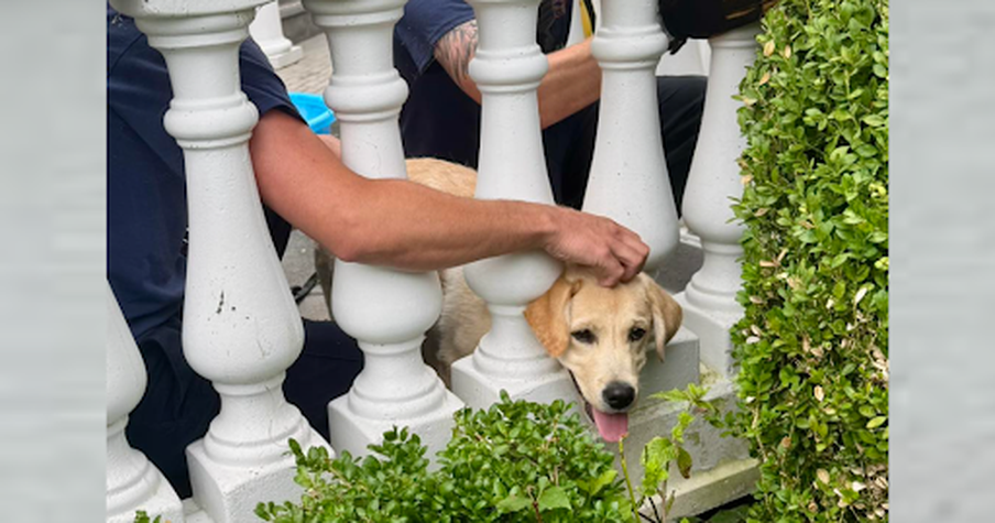 Labrador Puppy’s Playtime Takes a Turn, and Firefighters Save the Day