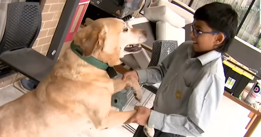 Labrador Does His Duty and Scares Off Home Invaders