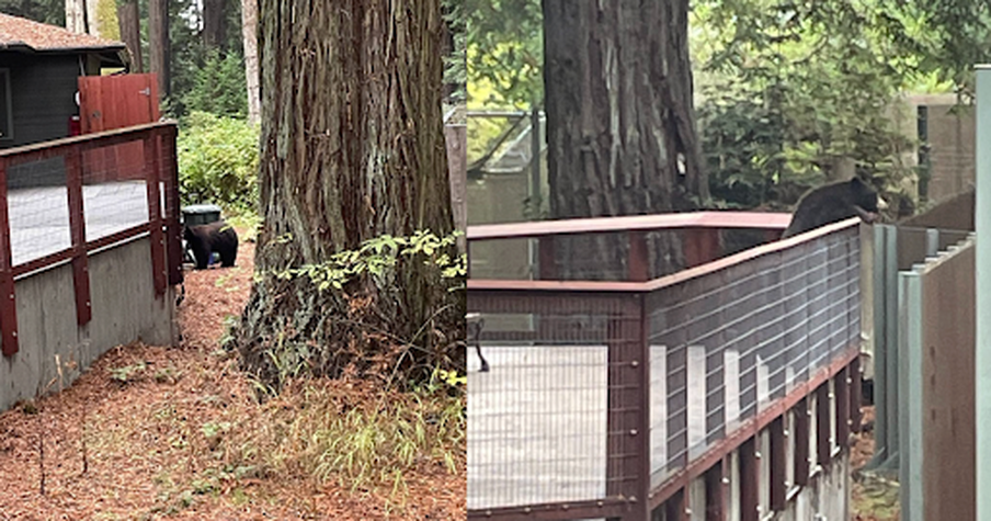 Wild Bear Finds His Way Into a Zoo and Starts Mingling With the Locals