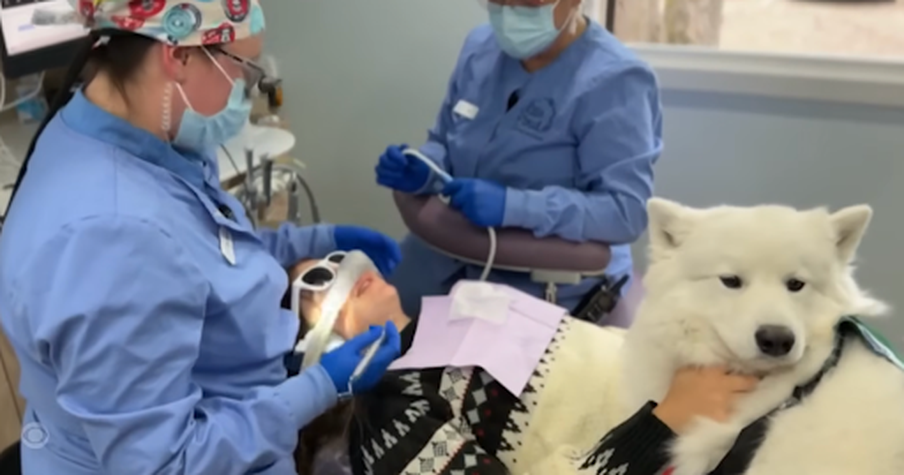 California Dentist’s Therapy Dog Helps Calm Anxious Patients One Visit at a Time