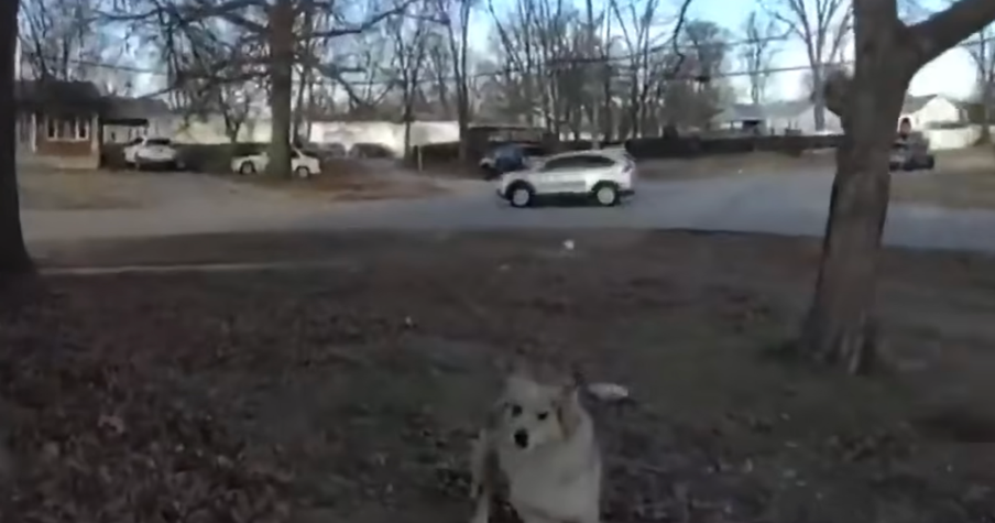 Mysterious Dog Finds a Missing Child, 'It Was a Blessing From God That Day'