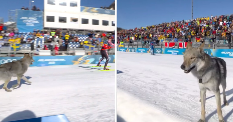 Dog Crashes the 2026 Winter Olympics Cross-Country Race and Sprints to the Finish Line