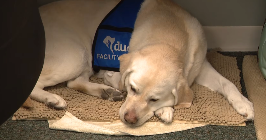 Courthouse Relies on a Four-Legged Staff Member for Support and It's the Biggest Blessing