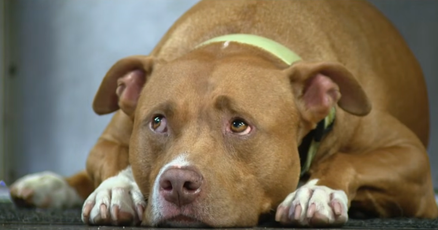 Firefighters Adopt This Sweet Pup That Ended Up Outside the Firehouse