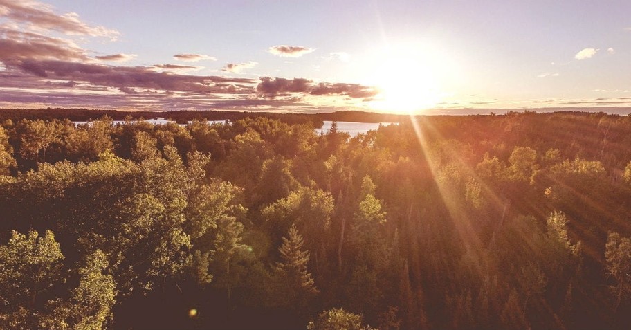 beautiful forest landscape at sunrise