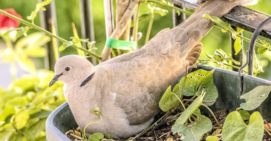 3. Noah's Raven and Dove (Genesis 8:6-19)