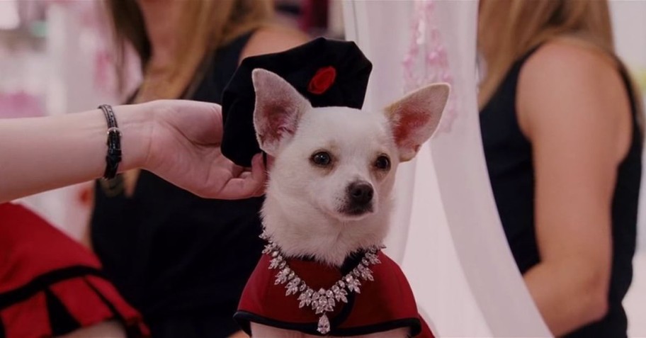 3. Disney's Beverly Hills Chihuahua