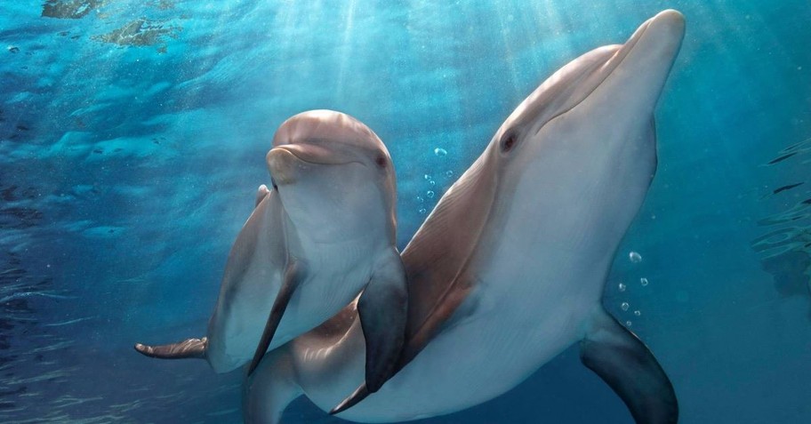 4. Dolphin Tale 2