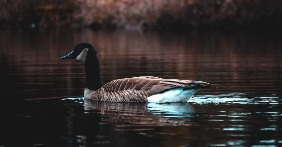 “Like C. S. Lewis’s Aslan, the Goose is good, but He is not safe…”