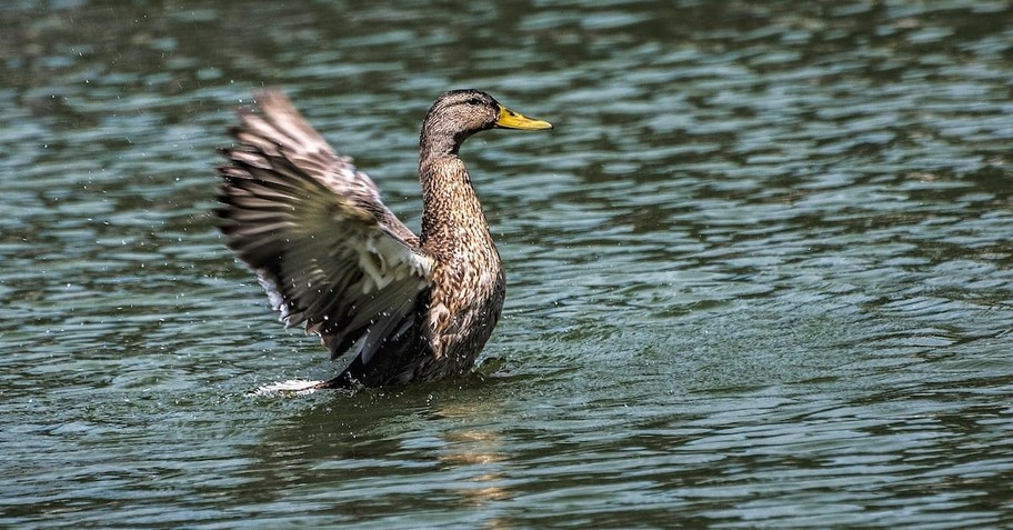 What Does a Wild Goose Chase Look Like?