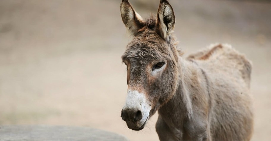 3. Christ's journey on a donkey harkened back to the foreshadowing of a father sacrificing his own only son.