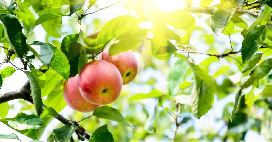 Apples in a tree