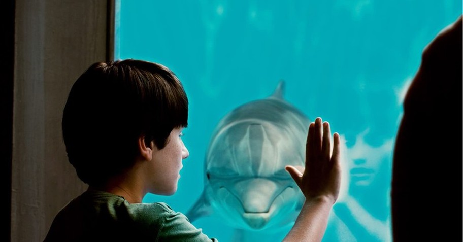 Dolphin Tale still