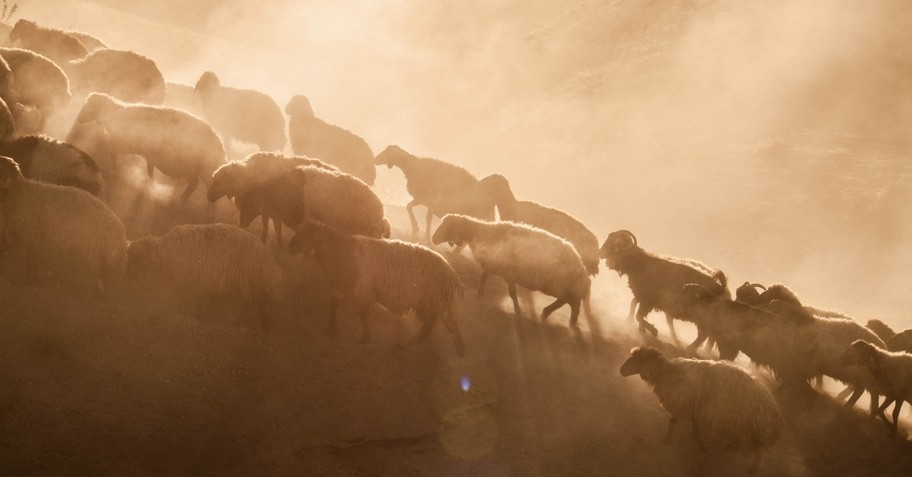 flock of sheep climbing uphill to signify feed my sheep in John 21