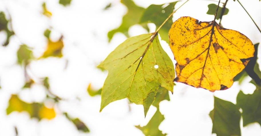 closeup of green leaves on branches turning yellow season of loss Book of Job