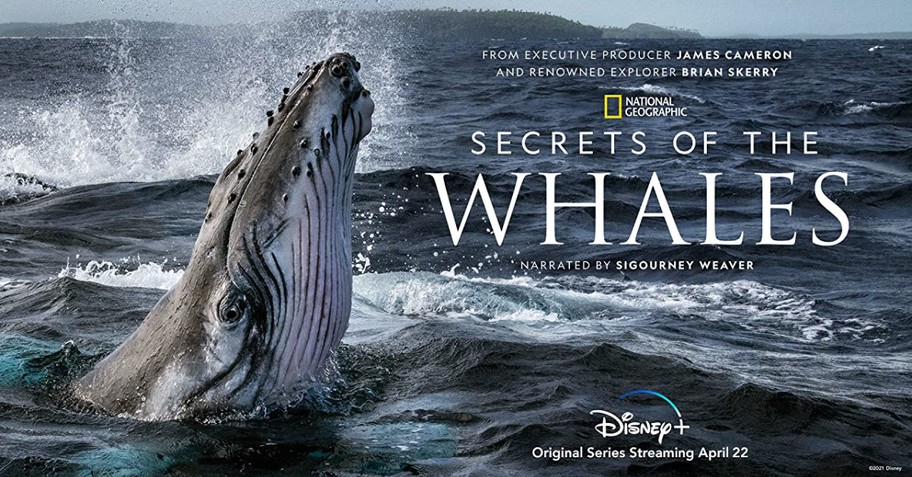 Secret of the Whales poster