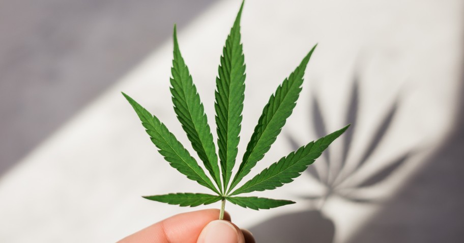 Marijuana leaf
