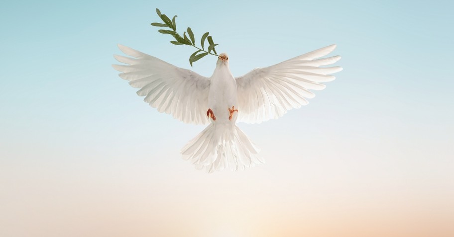 Dove with a branch