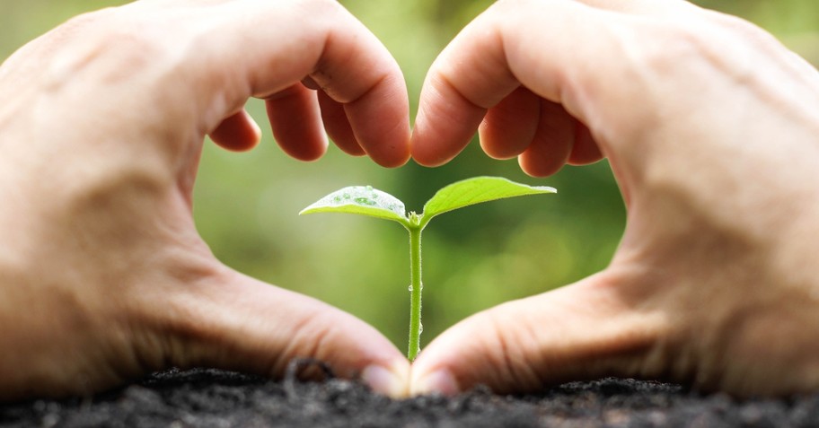 Hands making a heart shape around a growing plant