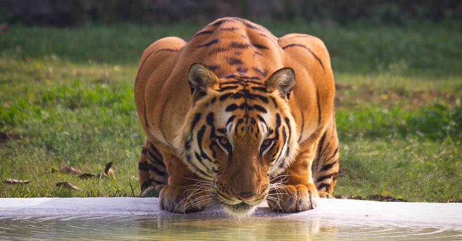 a tiger drinking water, Filmmaker Nate Wilson works to create a nature documentary that highlights God